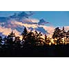 Silhouettes of trees on sunset in Himalayan mountains