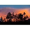 Silhouettes of trees on sunset