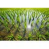 Rice paddy field, South India 