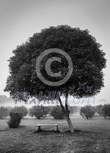 Loneliness solitude sadness background - lonely tree and seating bench in morning mist fog. Black and white version Loneliness solitude sadness background - lonely tree and seating bench in morning mist fog. Black and white version
