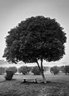 Loneliness solitude  sadness background - lonely tree and seating bench in morning mist fog. Black and white version