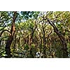 Flooded trees in mangrove rain forest. Kampong Phluk village. Cambodia