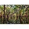 Flooded trees in mangrove rain forest. Kampong Phluk village. Cambodia
