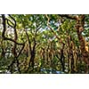 Flooded trees in mangrove rain forest. Kampong Phluk village. Cambodia