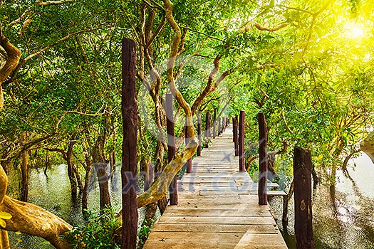 Tropical exotic travel concept - wooden bridge in flooded rain forest jungle of mangrove trees near Kampong Phluk village, Cambodia Tropical exotic travel concept - wooden bridge in flooded rain forest jungle of mangrove trees near Kampong Phluk village, Cambodia