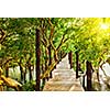 Tropical exotic travel concept - wooden bridge in flooded rain forest jungle of mangrove trees near Kampong Phluk village, Cambodia