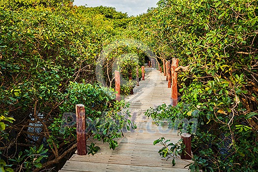 Tropical exotic travel concept - wooden bridge in flooded rain forest jungle of mangrove trees near Kampong Phluk village, Cambodia Tropical exotic travel concept - wooden bridge in flooded rain forest jungle of mangrove trees near Kampong Phluk village, Cambodia