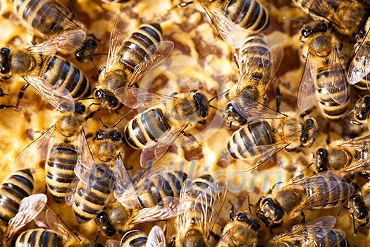 Macro shot of bees swarming on a honeycomb Macro shot of bees swarming on a honeycomb