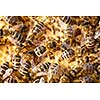 Macro shot of bees swarming on a honeycomb