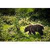 Brown bear (Ursus arctos)