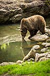 Brown bear (Ursus arctos)