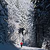 Cross-country skiing: young man cross-country skiing on a lovely sunny winter day