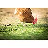 Hen in a farmyard (Gallus gallus domesticus)