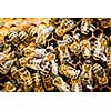 Macro shot of bees swarming on a honeycomb