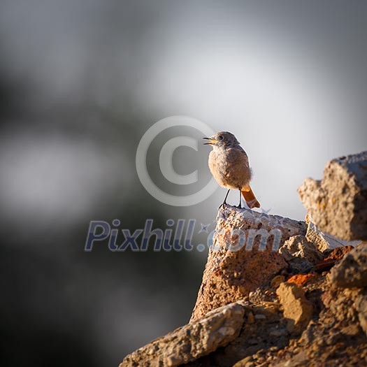 Black redstart (phoenicurus ochruros)