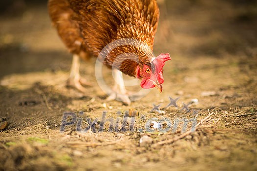Hen in a farmyard (Gallus gallus domesticus) Hen in a farmyard (Gallus gallus domesticus)