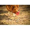 Hen in a farmyard (Gallus gallus domesticus)