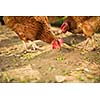 Hen in a farmyard (Gallus gallus domesticus)