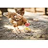 Hen in a farmyard (Gallus gallus domesticus)