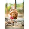 Hen in a farmyard (Gallus gallus domesticus)