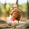 Hen in a farmyard (Gallus gallus domesticus)