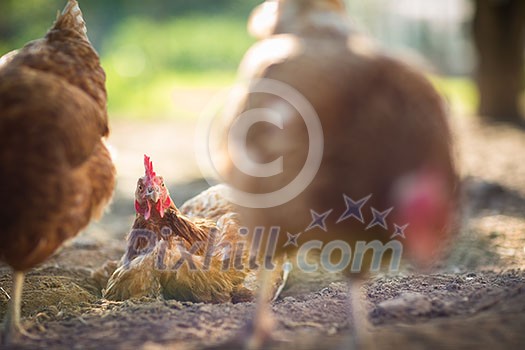 Hen in a farmyard (Gallus gallus domesticus) Hen in a farmyard (Gallus gallus domesticus)