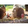 Hen in a farmyard (Gallus gallus domesticus)