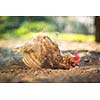 Hen in a farmyard (Gallus gallus domesticus)