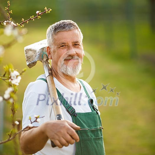 Portrait of a handsome senior man gardening in his garden, on a lovely spring day (color toned image) Portrait of a handsome senior man gardening in his garden, on a lovely spring day (color toned image)