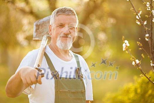 Portrait of a handsome senior man gardening in his garden, on a lovely spring day (color toned image) Portrait of a handsome senior man gardening in his garden, on a lovely spring day (color toned image)