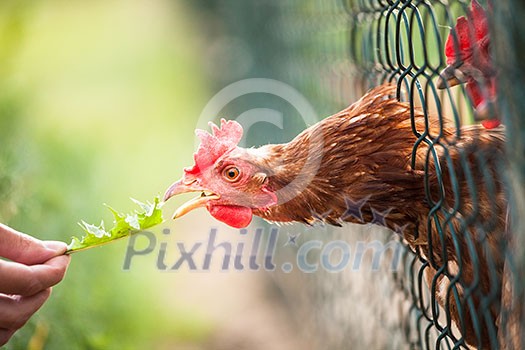 Hen in a farmyard (Gallus gallus domesticus) Hen in a farmyard (Gallus gallus domesticus)