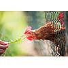 Hen in a farmyard (Gallus gallus domesticus)