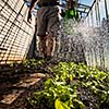 Watering young tomato vines in a greenhouse