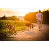 Man walking his two dogs in evening sunlight