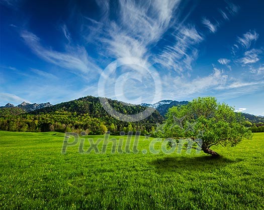 Alpine meadow in Bavarian Alps. Bavaria, Germany Alpine meadow in Bavarian Alps. Bavaria, Germany