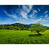 Alpine meadow in Bavarian Alps. Bavaria, Germany