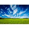 Spring summer background - green grass field meadow scenery lanscape with blue sky