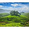 Tea plantations in Munnar. Kerala, South India