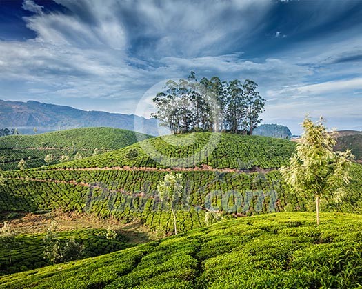 Kerala India travel background - green tea plantations in Munnar, Kerala, India - tourist attraction Kerala India travel background - green tea plantations in Munnar, Kerala, India - tourist attraction