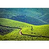 Vintage retro effect filtered hipster style image of Kerala India travel background - green tea plantations in Munnar, Kerala, India - tourist attraction