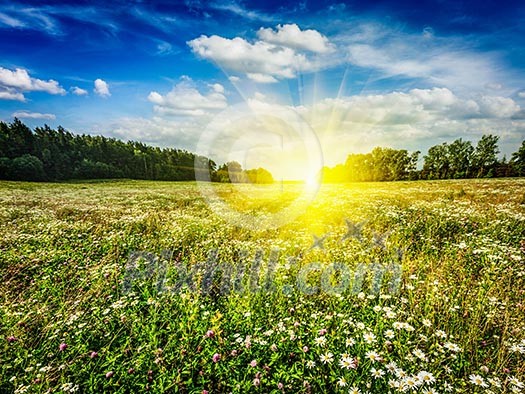 Summer blooming green field with meadow flowers with sunset sun and blue sky Summer blooming green field with meadow flowers with sunset sun and blue sky