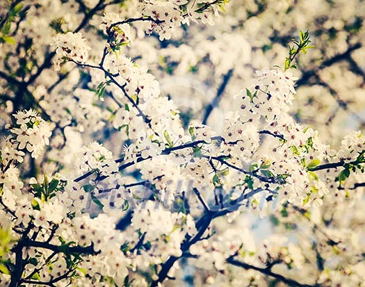 Vintage retro effect filtered hipster style image of apple tree blossoming branch in spring with flowers Vintage retro effect filtered hipster style image of apple tree blossoming branch in spring with flowers