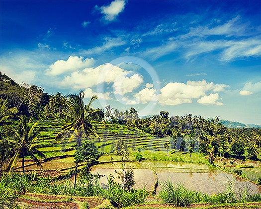Vintage retro effect filtered hipster style image of green rice terraces on Bali island Vintage retro effect filtered hipster style image of green rice terraces on Bali island