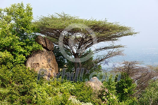 Tree in mountains. Tamil Nadu, India Tree in mountains. Tamil Nadu, India