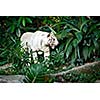 White tiger in jungles