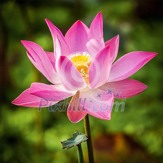 Opened lotus flower close up Opened lotus flower close up