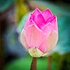 Pink lotus flower bud close up