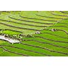 Rice field terraces (rice paddy). Near Cat Cat village, near Sapa, Mui Ne