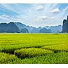 Rice field. Tam Coc, Vietnam