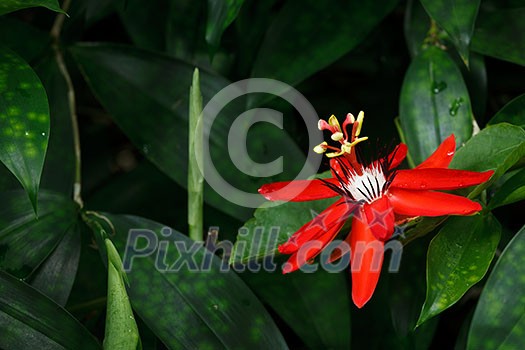 Red Passion Flower - Passiflora miniata Vanderplank Red Passion Flower - Passiflora miniata Vanderplank